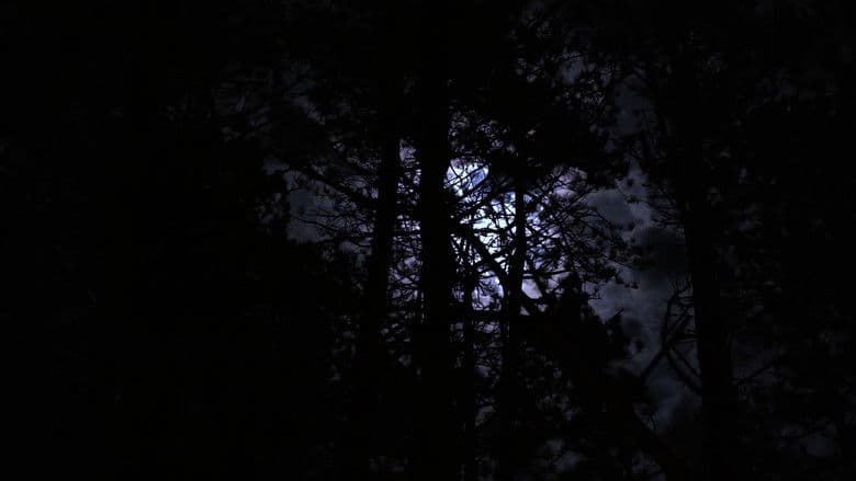 The Haunting of Hickcox Woods